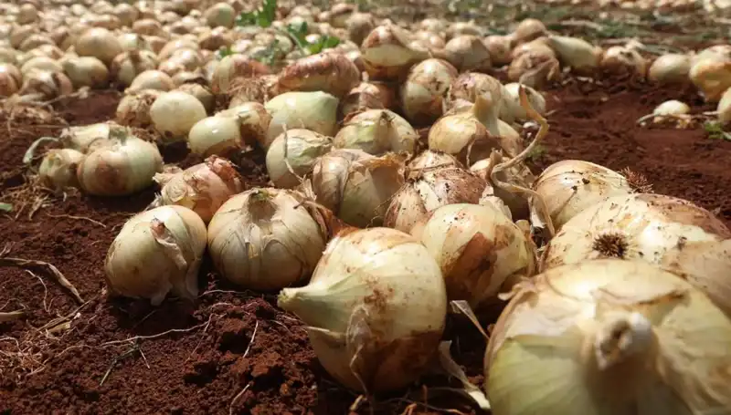 Hatay'da Soğan Hasadı Başladı: Çiftçilerin Yüzü Güldü!