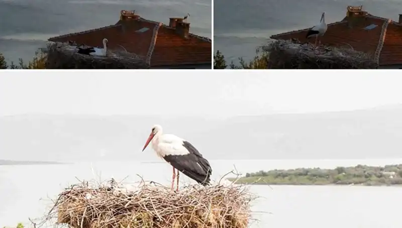 Yaren Leylek Depremi Önceden Hissettiğiyle Gündemde