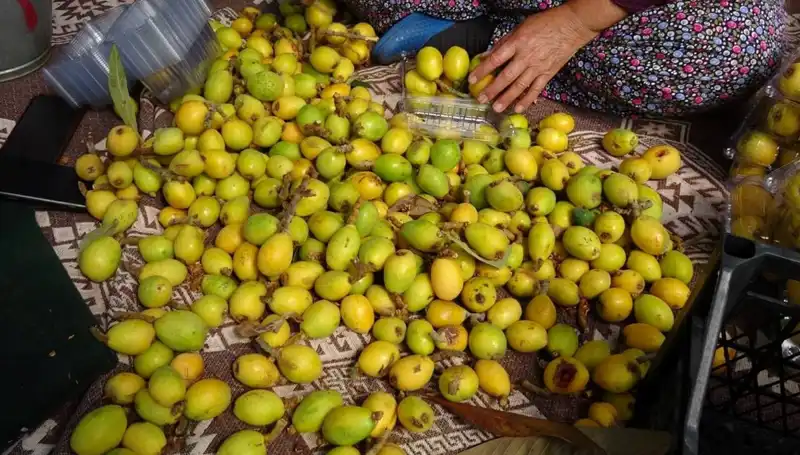 Muşmula Hasadı Sezonu Başladı: Kilosu 150 TL'ye Satılıyor!
