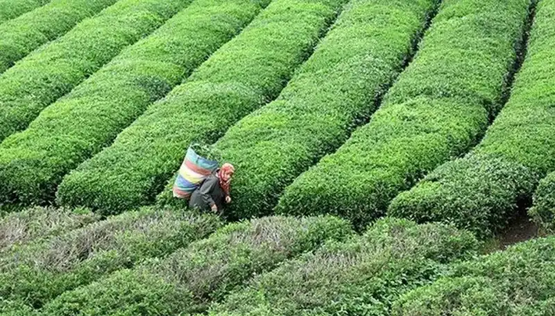 ÇAYKUR, Bayramda Yaş Çay Alımına Aralıksız Devam Edecek