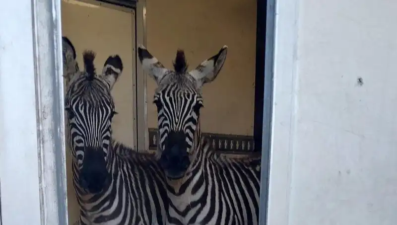 Sınırda Durdurulan Minibüste Tüyler Ürperten Hayvanlar: 2 Zebra, 6 Maymun, Antilop ve Kuğu