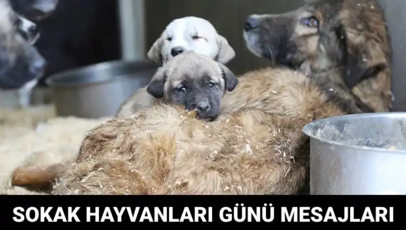 Dünya Sokak Hayvanları Günü: Farkındalık İçin Önemli Bir Tarih