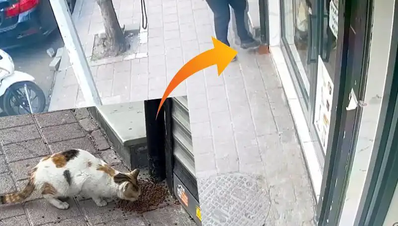 Kedilerin Mamalarını Dağıtıp Kaçan Gizemli Hırsız Kim?