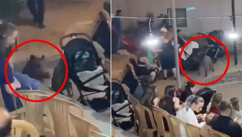 Düğün Töreninde Yaban Domuzu Panik Yarattı: Misafirler Ne Yapacağını Şaşırdı