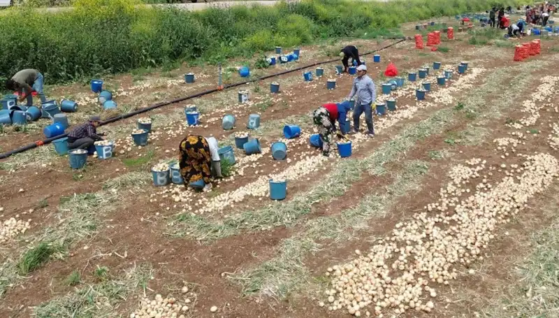 Soğan Hasadı Başladı, Piyasalarda Fiyat Düşüşü Yaşanıyor
