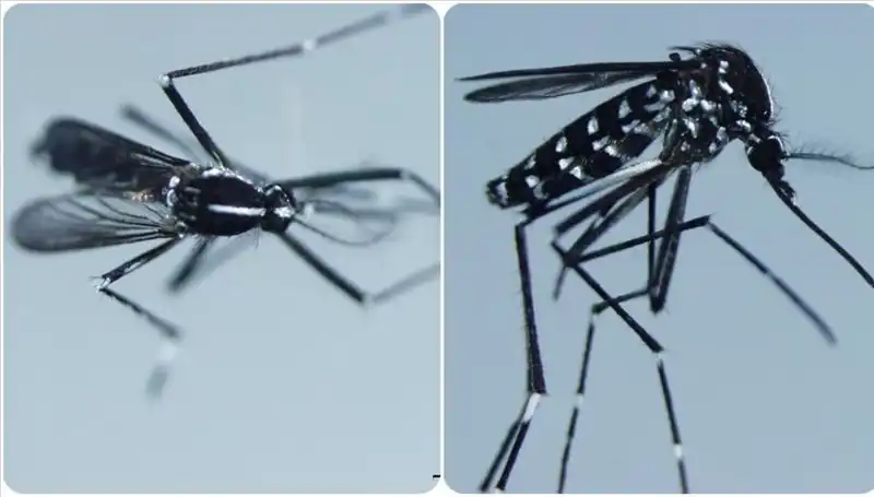 Chikungunya Virüsü Hakkında Her Şey: Belirtileri ve Etkilediği Ülkeler