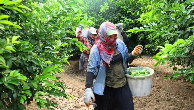 Marketlerde Et Fiyatları Zirveye Çıktı: Düşüş Öncelikli Hasatla Mümkün!