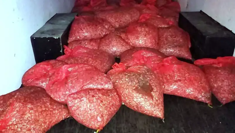 Samsun'da Nefes Kesen Operasyon: 1,5 Ton Kaçak Midye Ele Geçirildi