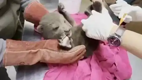 Karabük Ormanlarında Yavru Bozaya Bulundu, Doğa Hayranlarını Sevindirdi
