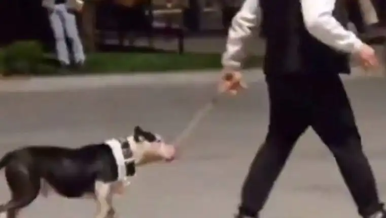 Ağızlıksız Pitbull'un Saldırısı: Sahibi Para Cezası İle Karşılaştı!