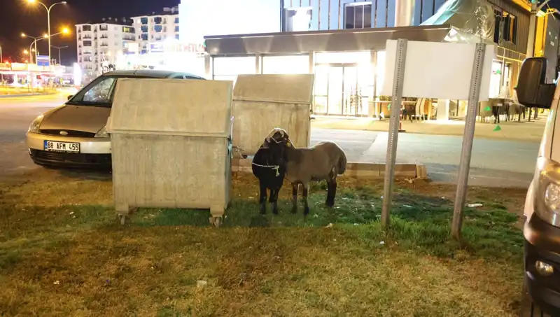 Mor Karaman Irkı Koyunlar Yolda Terk Edildi: Hayvan Hakları Savunucuları Harekete Geçti