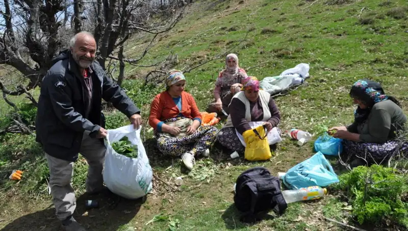 Yüzlerce Aile İçin Hayat Kurtaran Mantar: 5 Saat Yürüyüşle Toplanıyor!