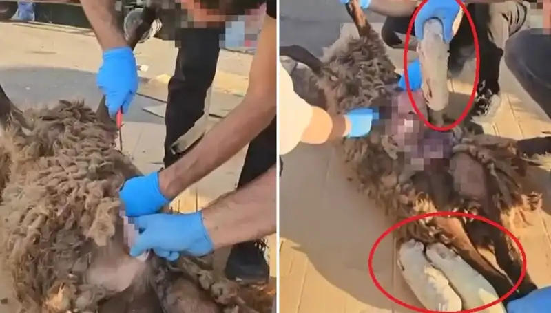 Zehir Tacirlerinin Şok Edici Yöntemi: Ölü Koyunun Karnından Çıkanlar