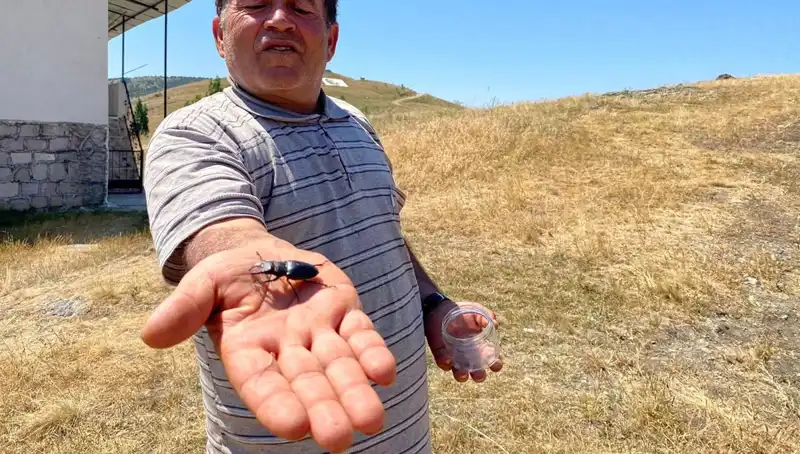 Sivas’ta Görülen Özel Böceği Öldürmenin Cezası 557 Bin TL!
