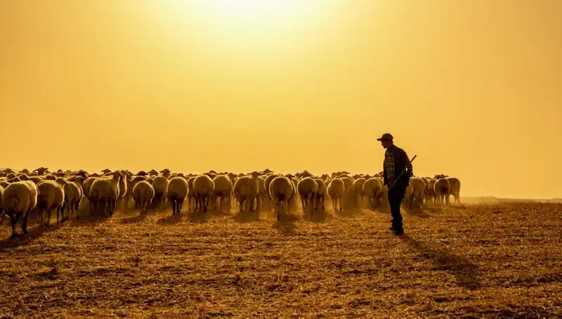 60 Bin TL Maaşla Çoban Bulamayan Ziraatçiler İnovatif Sıra Sistemi Kurdu