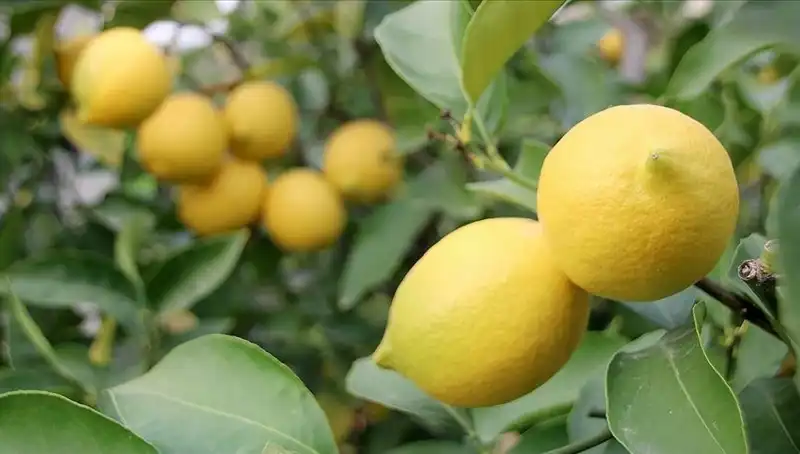 Limonun Fiyatı 24 Lira: Tüketiciler Şokta, Üreticiler Düşünceli