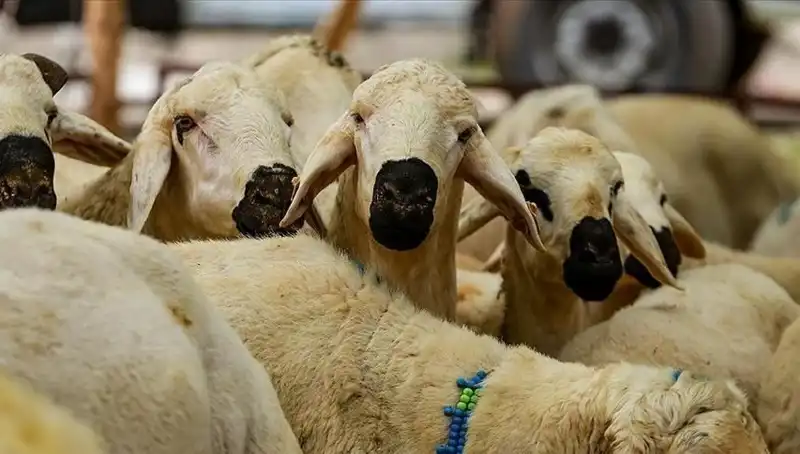 Kurban Bayramı 2025: Kurban Kesmek Farz Mı? İşte Cevapları!