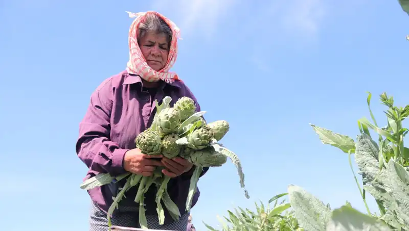 Tarladan Sofralara: 50 TL'ye Satılan Bu Ürün Ne?