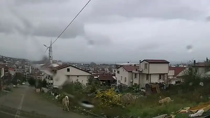 Sahipsiz Köpeklerin Saldırısı: 5 Yaşındaki Çocuk Hayati Tehlikede