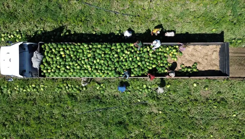Bafra Ovası Karpuz Rekoltesi: 94 Bin 500 Ton Beklentisiyle Tarımda Büyük Hedef