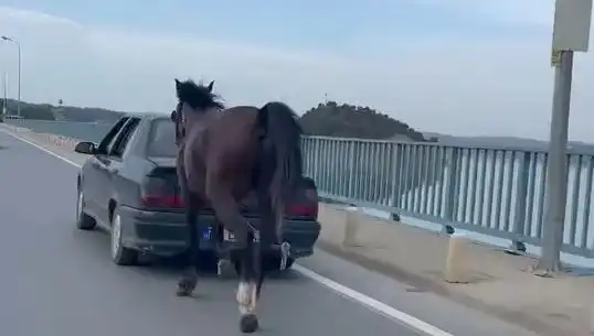 Adana'da Atına Eziyet Eden Kişiye Şok Tutuklama: Adalet Yerini Buluyor!