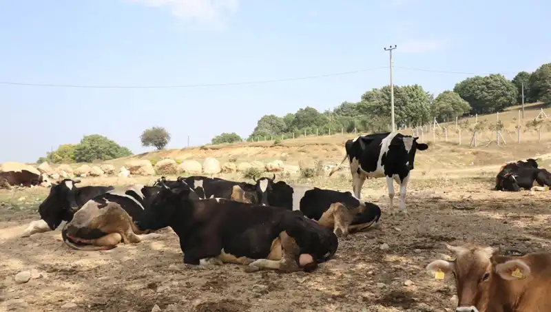 Şap Hastalığı Uyarısı: 22 Köyde Giriş ve Çıkış Kısıtlaması Getirildi