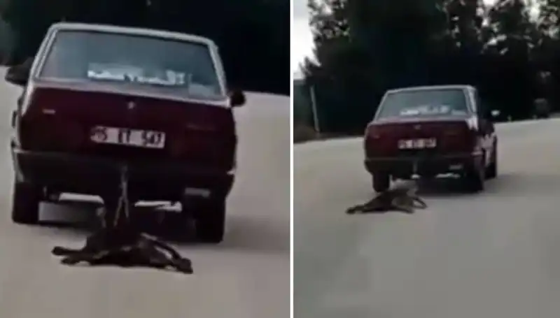 Olay Yerinde Şok! Otomobilin Arkasına Bağlı Köpek Korkunç Bir Şekilde Sürükleniyor!