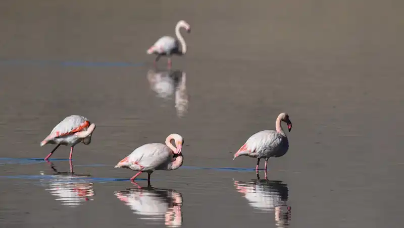 Kuraklık Kuş Cennetini Sarhoş Etti: Flamingo Sayısında Büyük Düşüş!