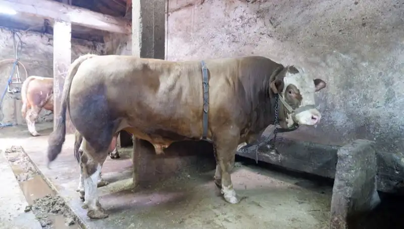 Tam 1 Ton 200 Kilo! Pazara Giriş Yapan Fiyatı Şaşırtan Ürün