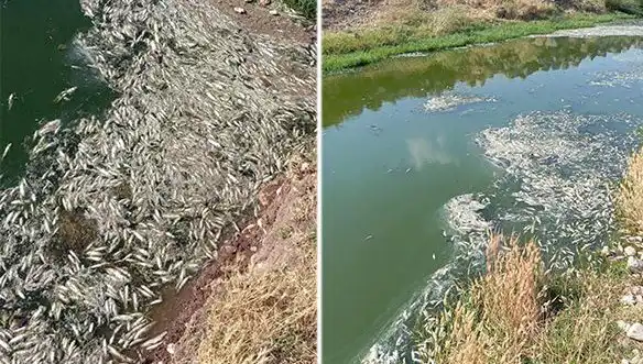 Karasu Çayı'nda Gizemli Balık Ölümleri: Sebepler ve Etkiler Araştırılıyor